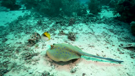 Bluespotted-Ribbontail-Ray-Fütterung-Im-Sand-Unter-Blauem-Meerwasser