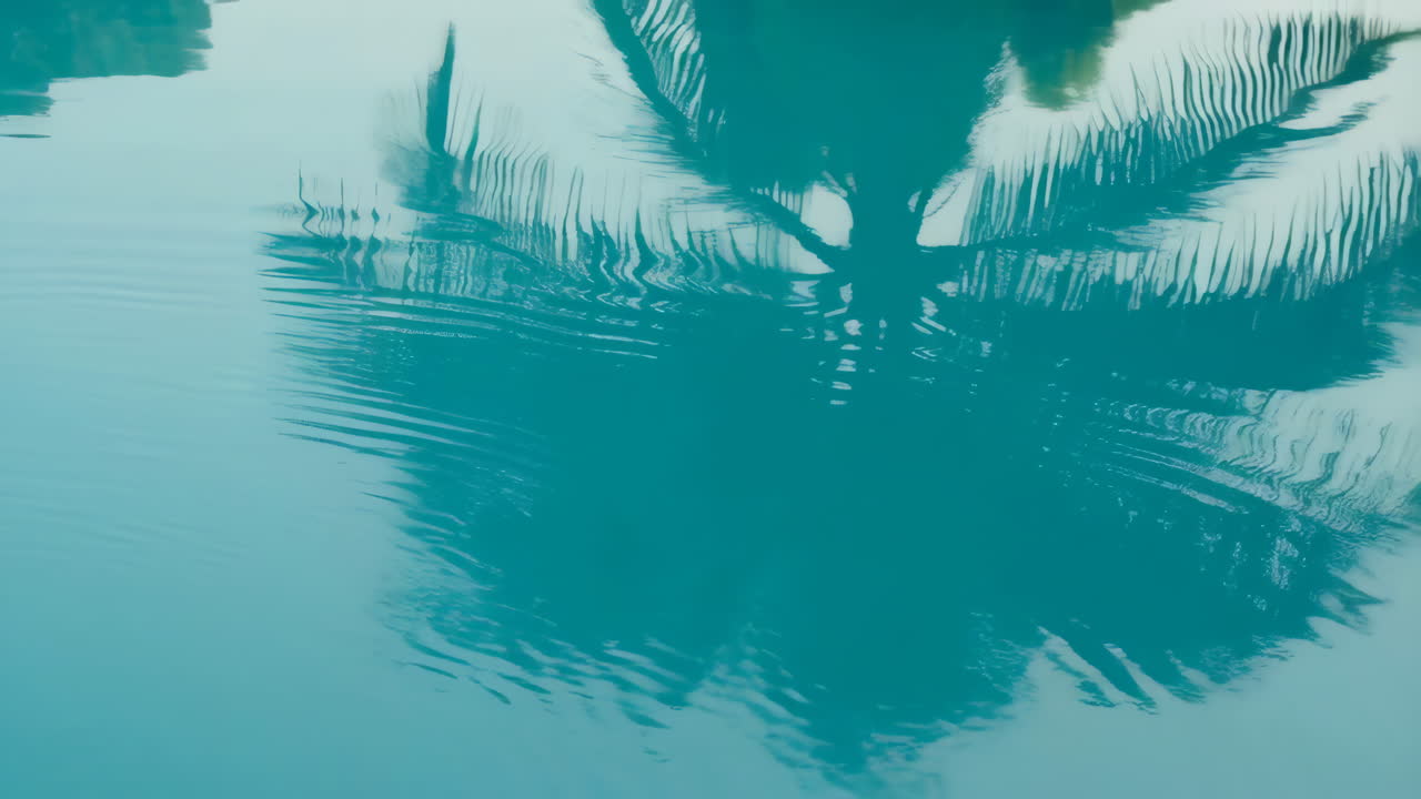 Reflection of Palm Tree in Water