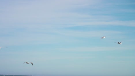 flock of seagulls flying in slow motion, background with scattered clouds