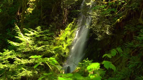 A-tall-waterfall-In-the-rainforests-of-the-Pacific-Northwest-falls-from-high-above