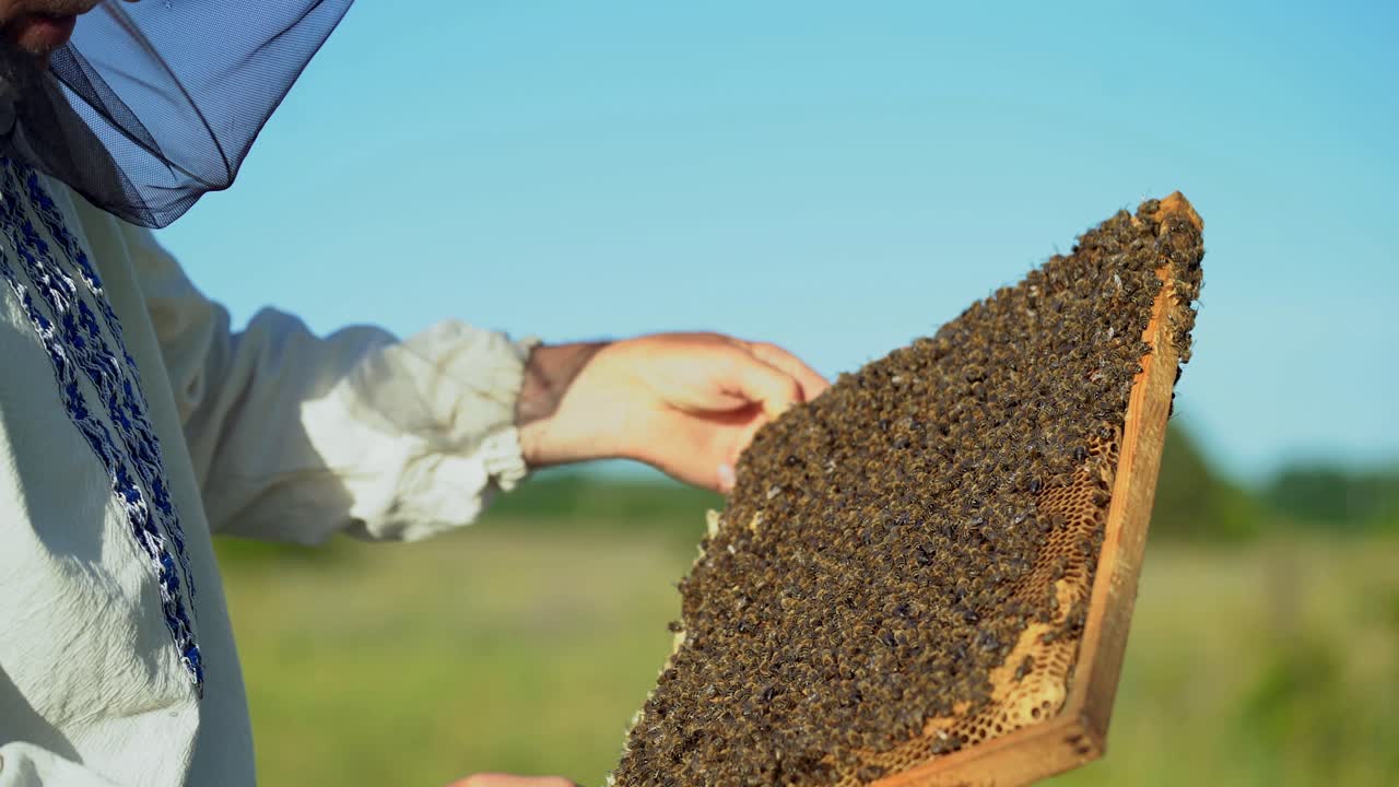 Beekeeper examines bees in honeycombs. Frames of a bee hive. Beekeeping.