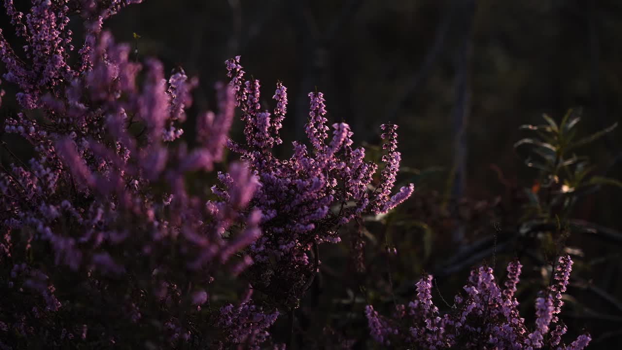 Primo piano di alcuni fiori di erica viola che tremano tra le raffiche di vento, i petali che si sfiorano mentre gli steli sottili ondeggiano ritmicamente, alcuni piegandosi quasi fino al suolo prima di rialzarsi.