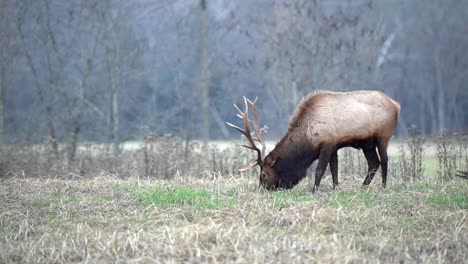 a large bull elk grazes in a field.