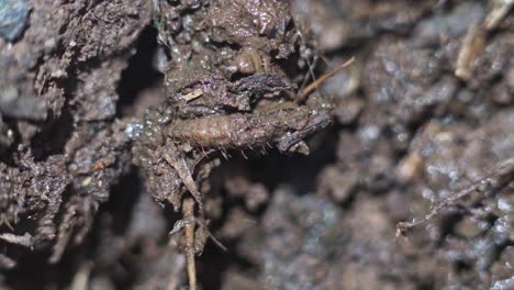 primer plano de las larvas de la mosca soldado, hermetia iluscens, en un contenedor de compost