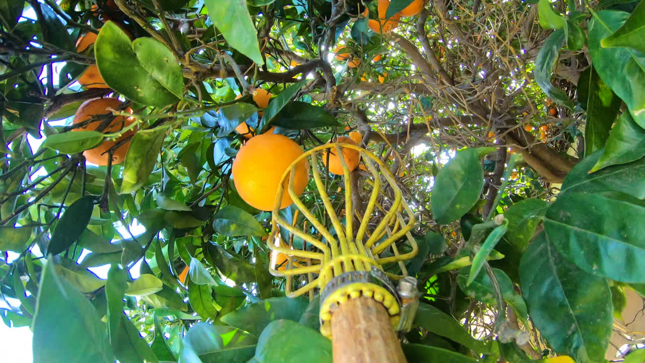 Picking Orange Fruit From A Tree Using A Fruit Picker Basket - Closeup Shot