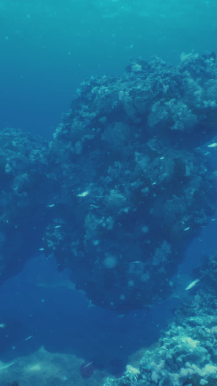 arrecife de coral submarino
