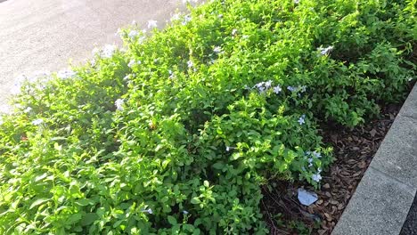 beautiful green bushes with small light blue flowers