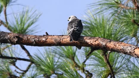 young mississippi kite calls for a parent kite while perched on a pine tree branch