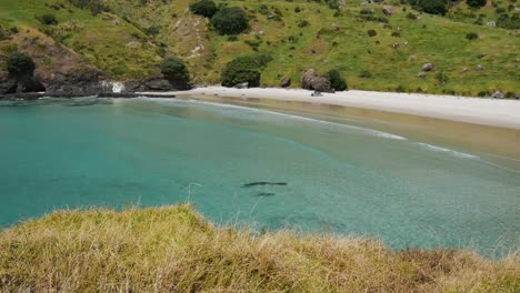 Idílica-Playa-De-Arena-Vacía-Con-Agua-Clara-En-La-Bahía-De-Los-Espíritus-Durante-El-Día-De-Verano-En-Nueva-Zelanda---Paraíso-En-La-Tierra