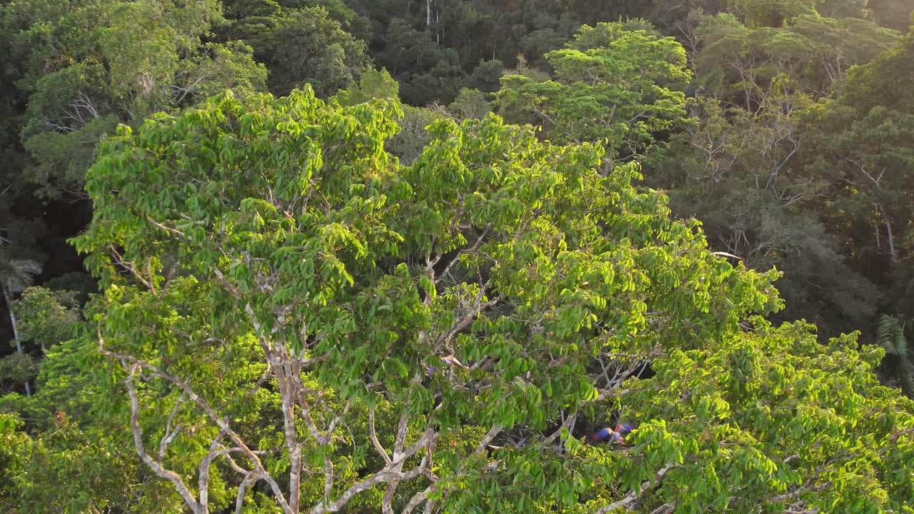 Aerial view of a Huge tree studded with flock of Scarlet macaws taking off and flying over the rain forest canopy into the sunset