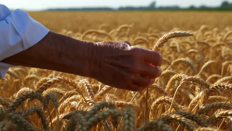 A hand touching golden wheat in a sunlit field