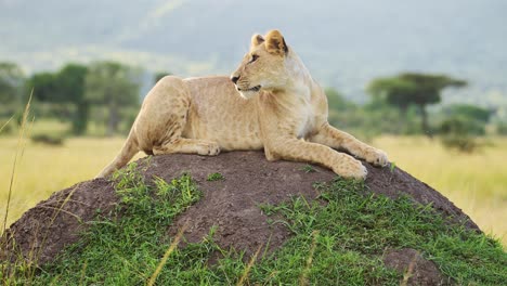 movimiento lento del león en áfrica, leona en un safari de vida silvestre africana sentada en un montículo de termitas mirando a su alrededor en la reserva nacional de masai mara, kenia en masai mara, primer plano de los cinco grandes depredadores