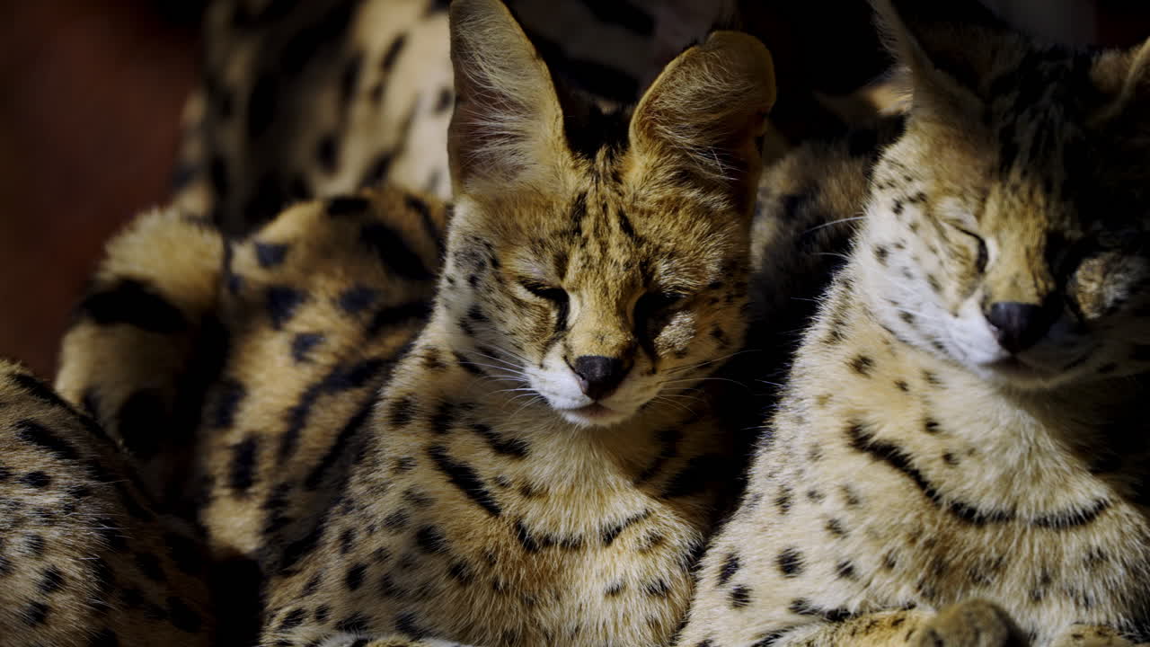 Servals Resting Together