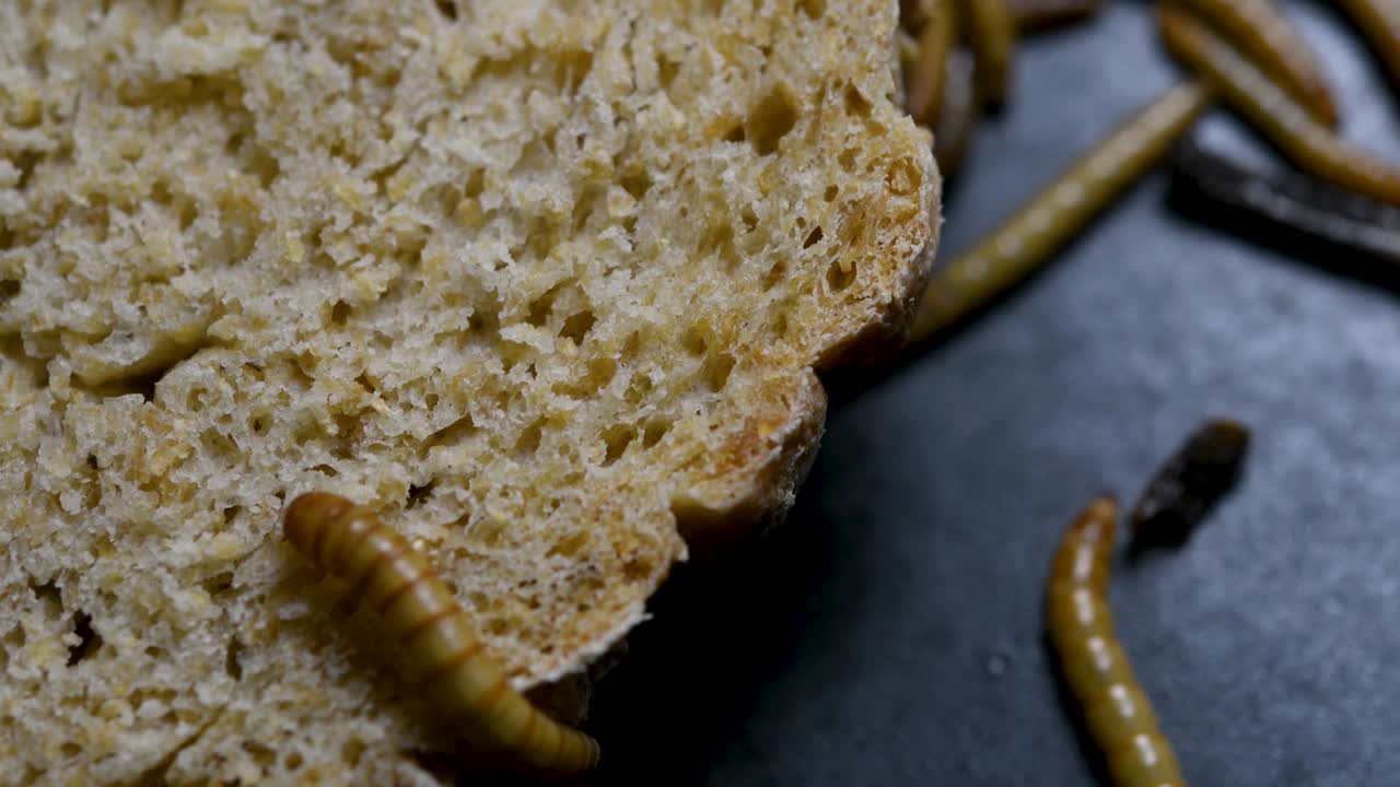 밀웜은 물고기, 뱀, 새, 개구리와 같은 애완동물에게 먹이를 주는 데 사용되는 딱정벌레의 일종입니다.