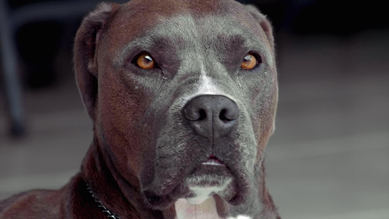 100fps 4k에서 핏불 개 스니핑 샷