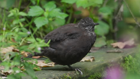 Brauner-Dipper,-Der-Aufbläst-Und-Auf-Einem-Bein-Balanciert,-Um-Körperwärme-Zu-Sparen,-Grüner-Hintergrund