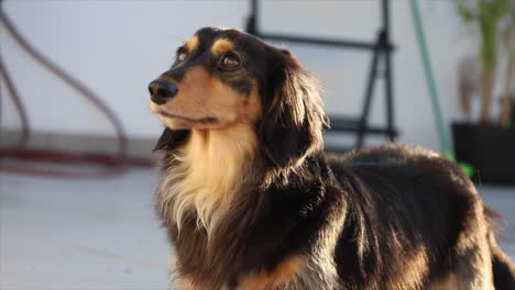 perro salchicha oscuro y esponjoso afuera en el patio