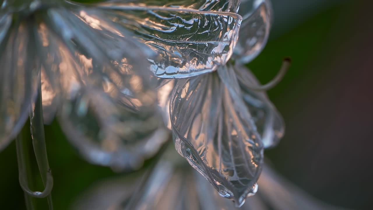Close-up video of a translucent leaf, capturing intricate textures and details