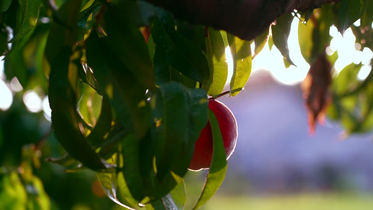 Pesca appesa all'albero