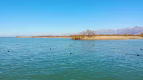 Wild-ducks-swim-on-vibrant-clear-water-of-lake-surrounded-by-beautiful-brown-reeds-and-dry-trees-on-a-fabulous-landscape