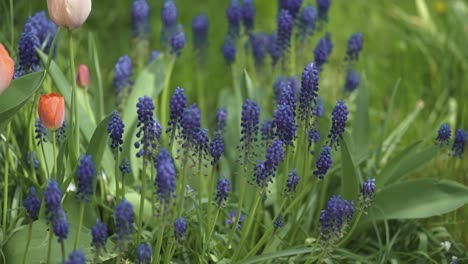 grape hyacinths and tulips blooming in the garden