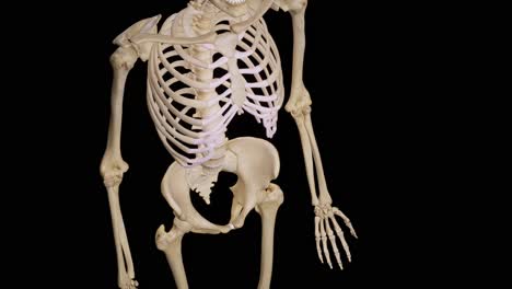 detailed human skeleton. 3d animation.