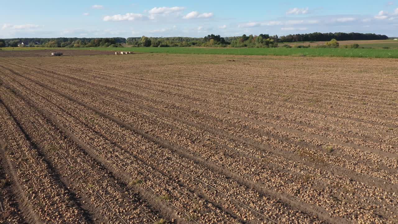 la cosecha de cebollas. un gran campo lleno de cebolla. concepto de cosecha