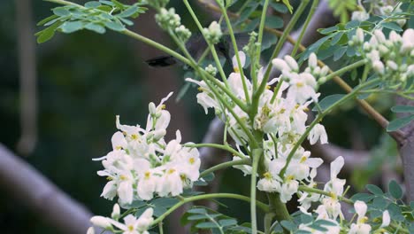 Toma-Cercana-De-Un-Colibrí-Verde-En-Cámara-Lenta-Alimentándose-De-Flores-Blancas-De-Un-árbol-En-Un-Ambiente-Tropical