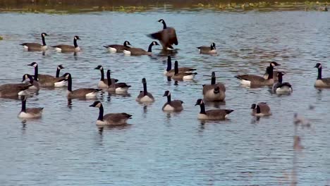 gansos canadienses que migran al sur en la temporada de invierno, vadeando en un estanque de agua