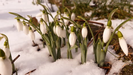 Close-view-of-snowdrops-in-a-snowy-meadow