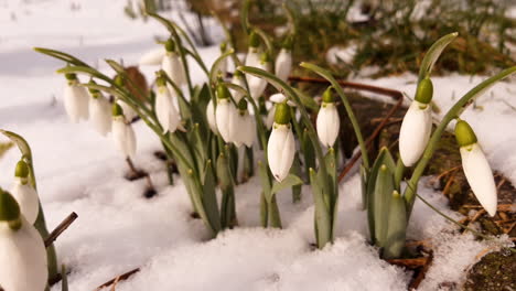 close view of snowdrops in a snowy meadow