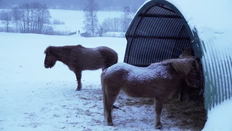 caballos parados afuera en una tormenta de nieve en noruega de cerca
