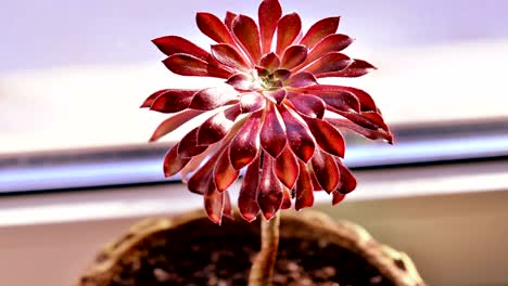 aeonium arboreum flower sunlight time lapse zoom out