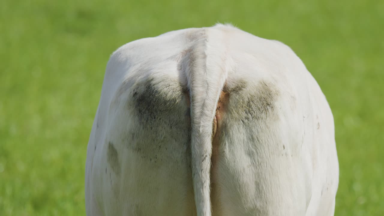 Rear view of a stationary white cow standing on green grass in daylight, close-up