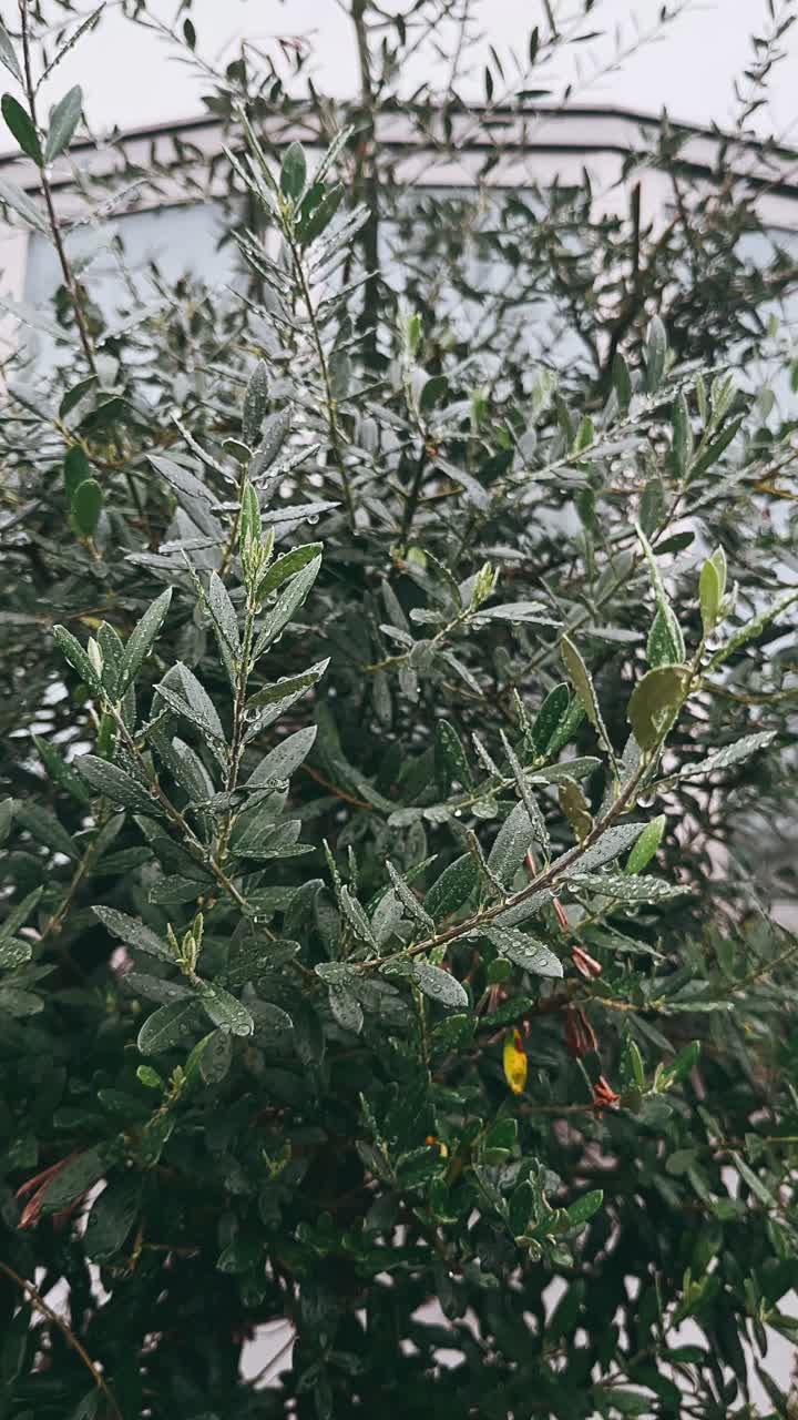 cerca de las hojas de olivo húmedas