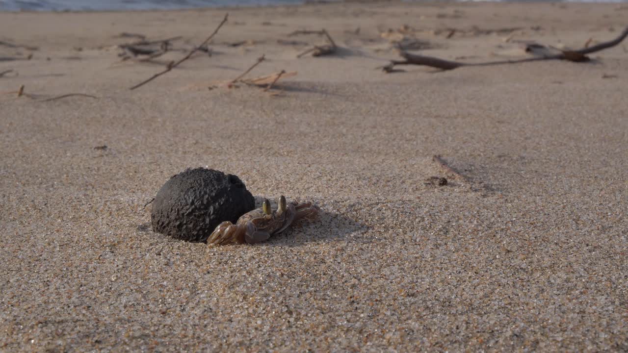 Uma visão em close-up e detalhada de um pequeno caranguejo, com seus olhos pedunculados alertas e examinando, empoleirado ao lado de uma vagem escura trazida pela maré em uma praia arenosa. Ondas rasas captam a luz no fundo desfocado