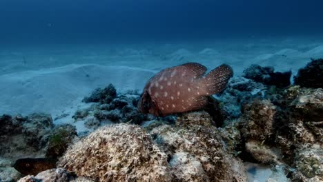 Big-coral-grouper-getting-cleaned-by-cleaner-fish-on-coral-reef-in-Mauritius-Island