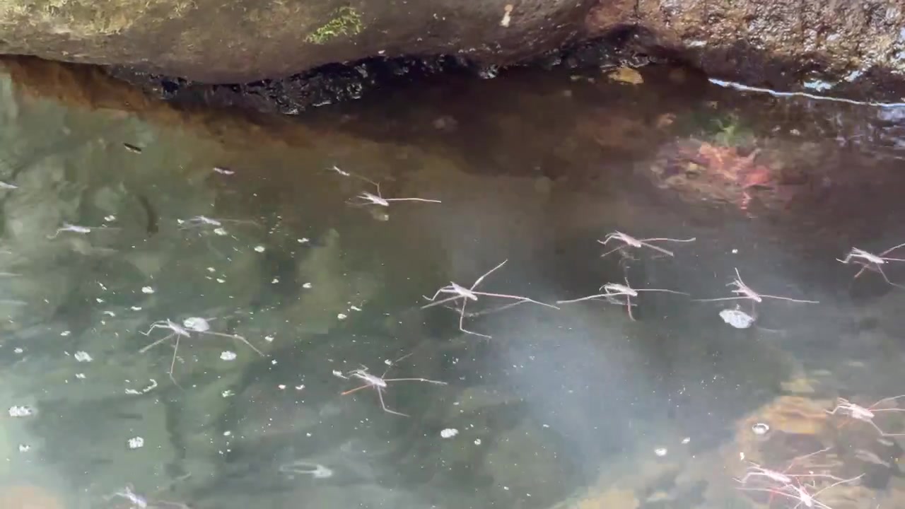 Group of Water Striders Moving on Surface of Stream