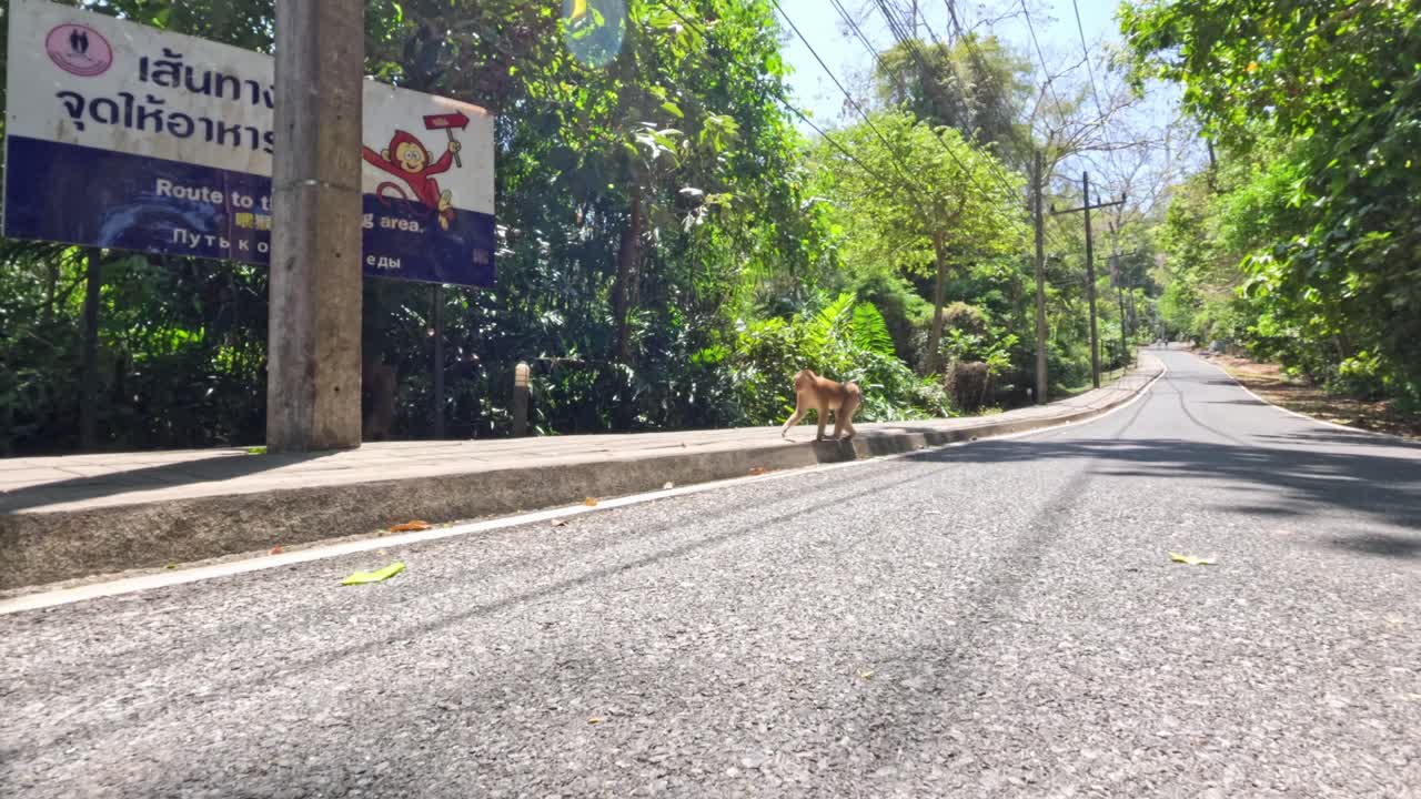 A wild monkey crosses a sunlit jungle road beside a monkey warning sign, low-angle view