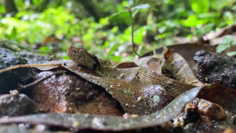 pit viper jararaca serpiente joven moviéndose con la cabeza hacia arriba en el suelo del bosque atlántico, desenfoque y enfoque