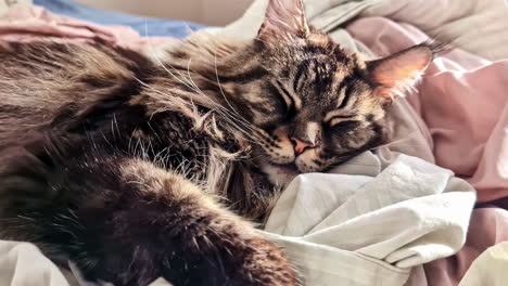 maine coon cat sleeping on bed during daytime in jelgava, latvia