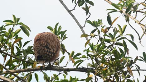 un volantón posado solo en una rama en la parte superior del árbol visto desde su parte posterior moviendo su cabeza, buffy fish owl ketupa ketupu, incipiente, parque nacional khao yai, tailandia
