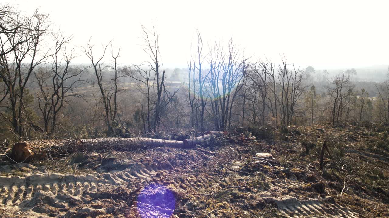 Destroyed forest in south of France