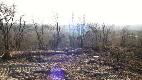 destroyed forest in south of france