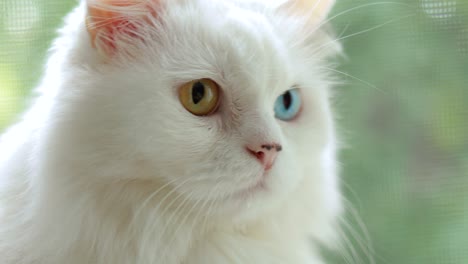 domestic cat with complete heterochromia. white cat with different colored eyes is sitting by the window.