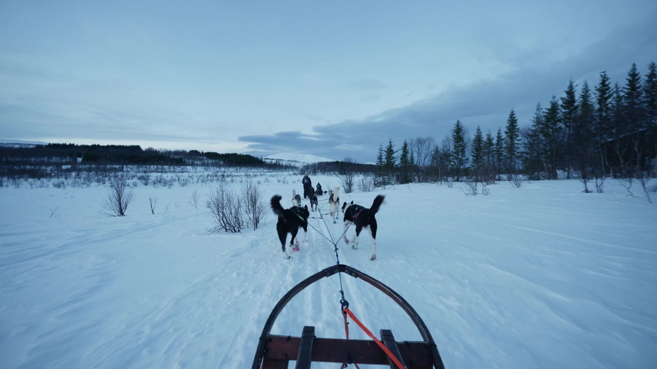 Ponto de vista (POV) andando atrás de cães de trenó por uma trilha ártica nevada no inverno da Noruega, experiência de aventura ao ar livre.