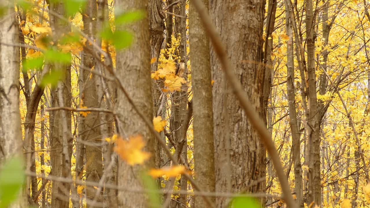 Foglie gialle che ondeggiano con una leggera brezza in autunno.