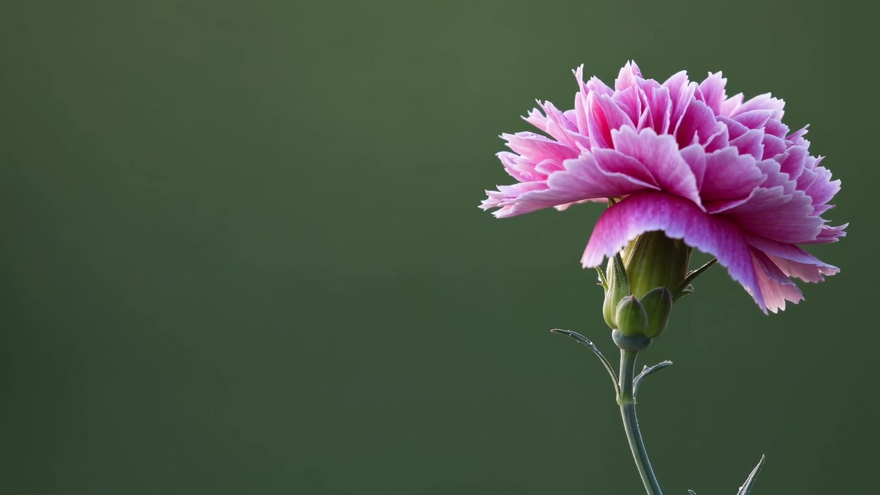 Single Pink Carnation Flower Against a Dark Green Background