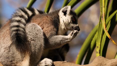 lémur comiendo comida en una rama de árbol