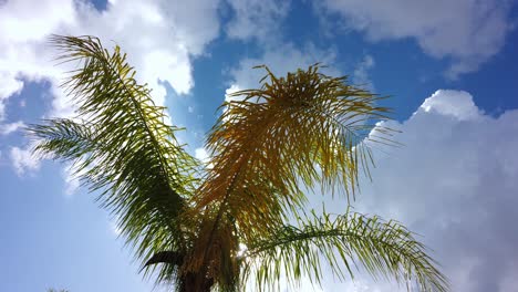 luz solar directa bajo una palmera a la sombra